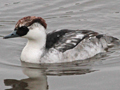 Smew